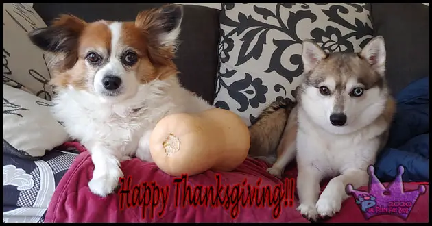 thanksgiving foods dogs