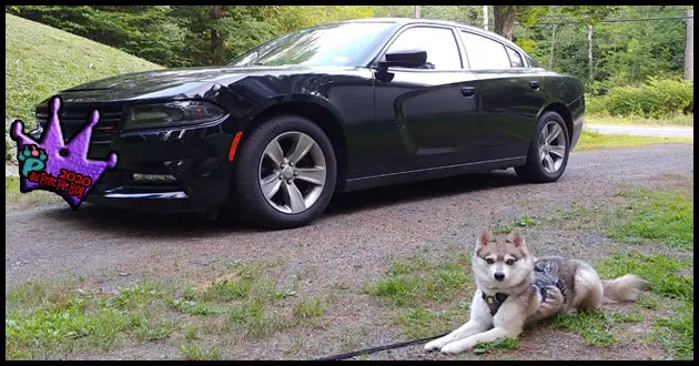 dog hot car safety