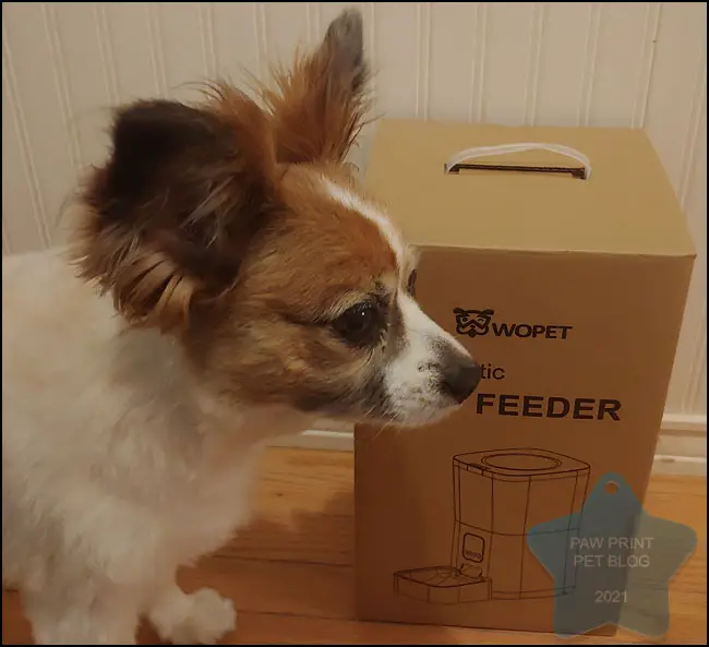 Automatic Pet Feeder Review