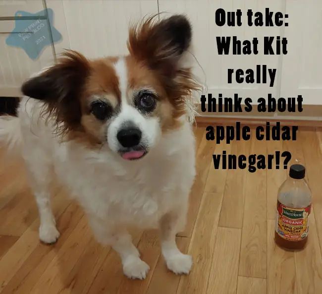 Apple Cider Vinegar for Dogs