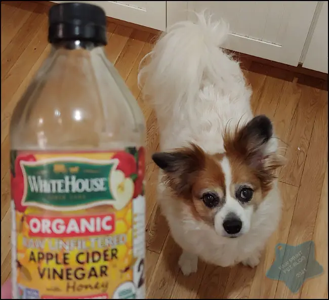 The Benefits of Apple Cider Vinegar for Dogs Paw Print