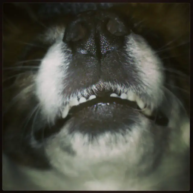 brush dog's teeth