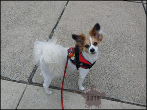 harness hiking small dogs