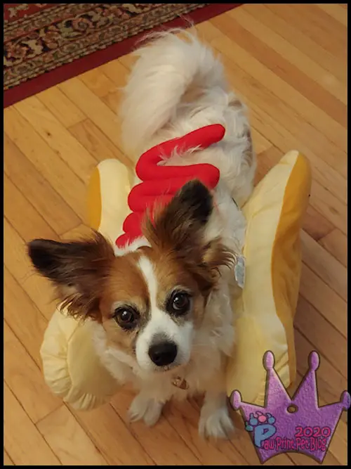 dog halloween costumes