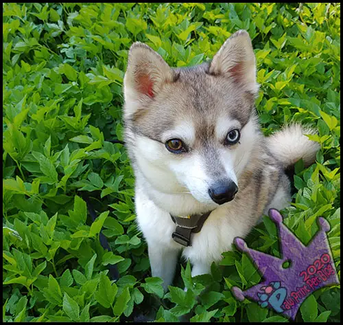 dog and toad