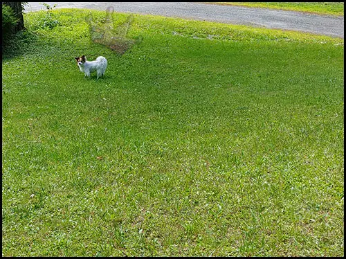 lawn chemicals cancer dogs