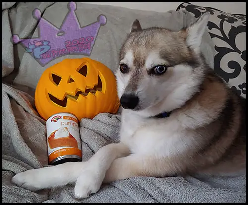 dogs pumpkin