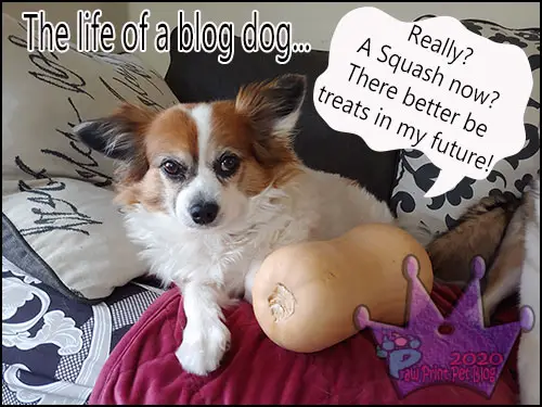 Blog dog life