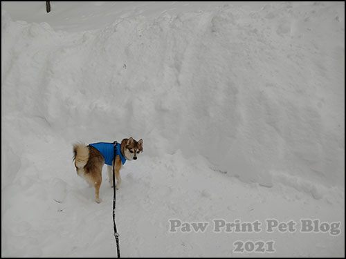 Alaskan Klee Kai in snow