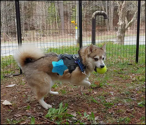 dog and toad