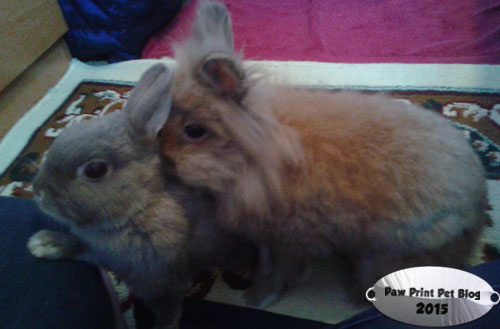 rabbits neutered spayed