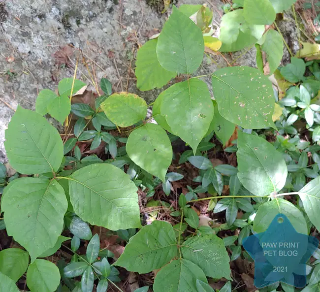 The 411 on Dogs and Poison Ivy (Oak & Sumac too) Paw Print