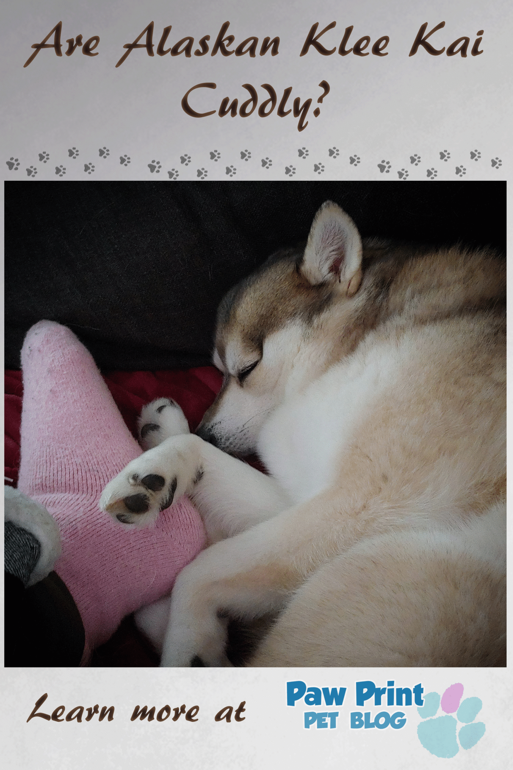 Alaskan Klee Kai Cuddly