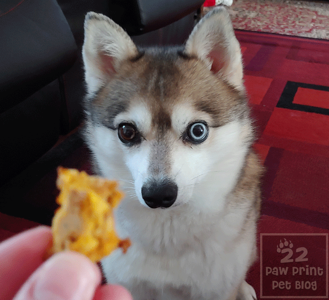 Thanksgiving dog treat recipe