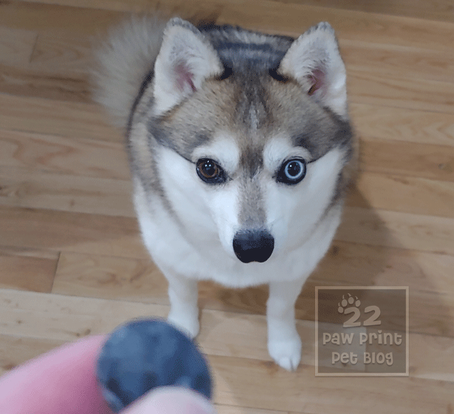 dogs blueberries