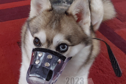 dog muzzle