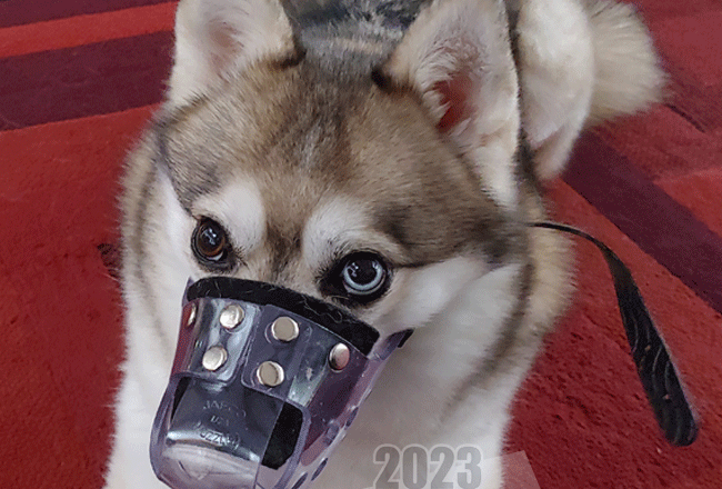 dog muzzle