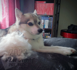 Alaskan Klee Kai shed