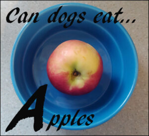 dogs apples