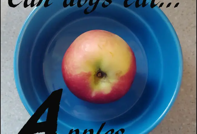 dogs apples