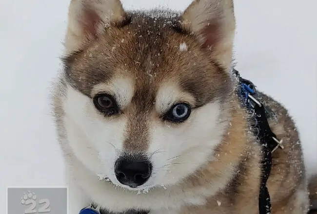 Alaskan Klee Kai Facts - Wisdom Panel™ Dog Breeds