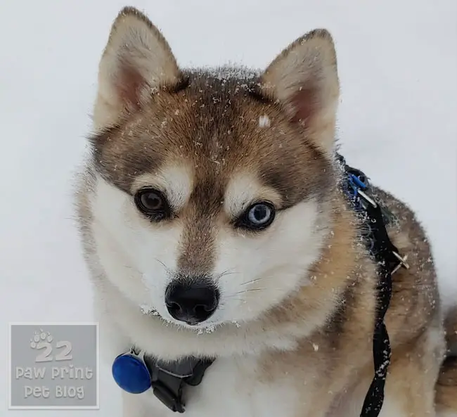 Alaskan Klee Kai