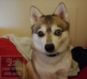 Fenrir the Alaskan Klee Kai