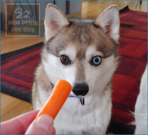 dogs carrots