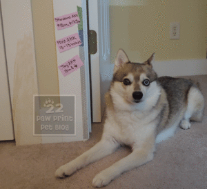 Alaskan klee kai size