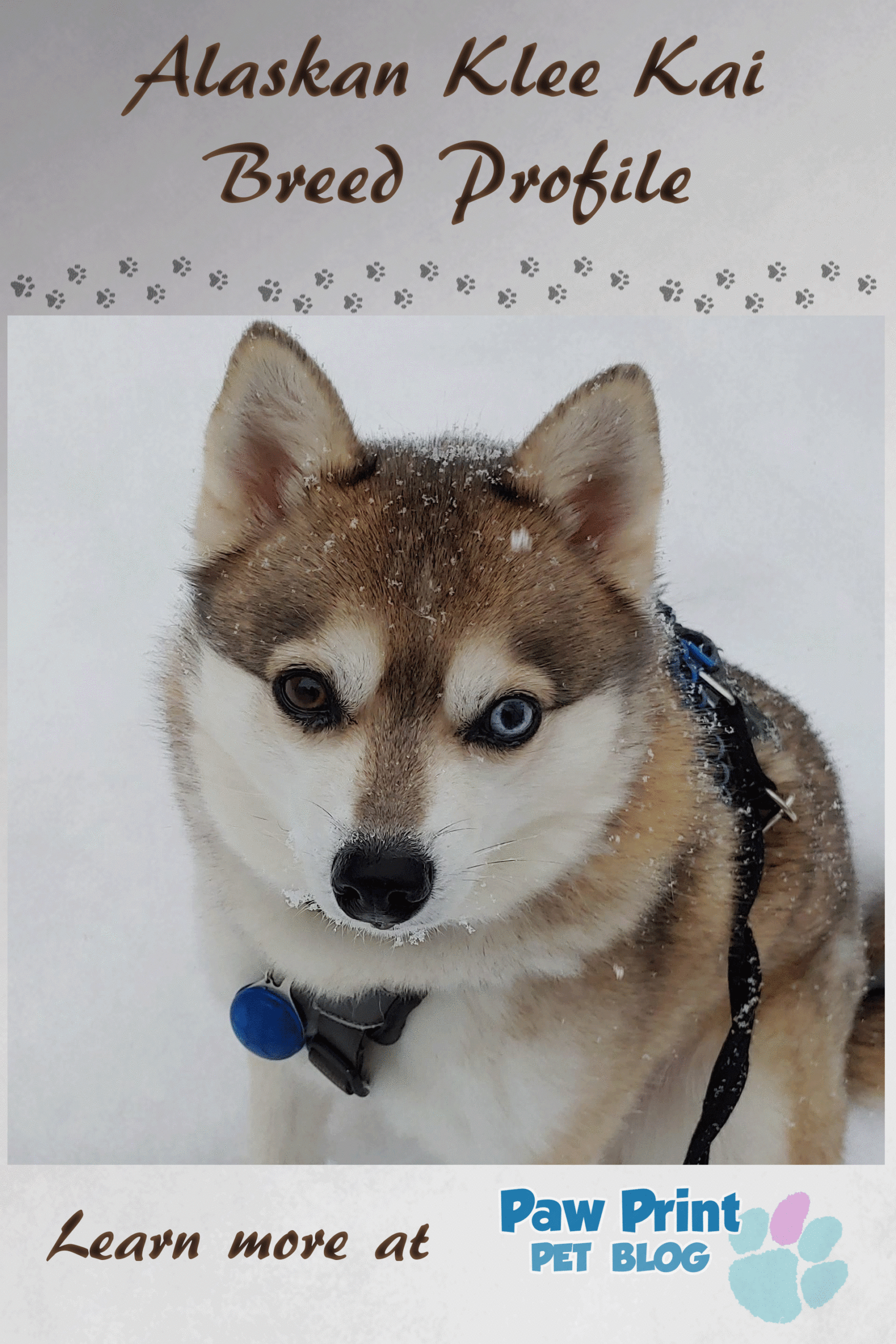 Alaskan Klee Kai Dog Breed - Facts and Personality Traits