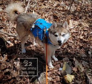 Alaskan klee kai