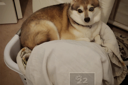 Alaskan klee kai apartment