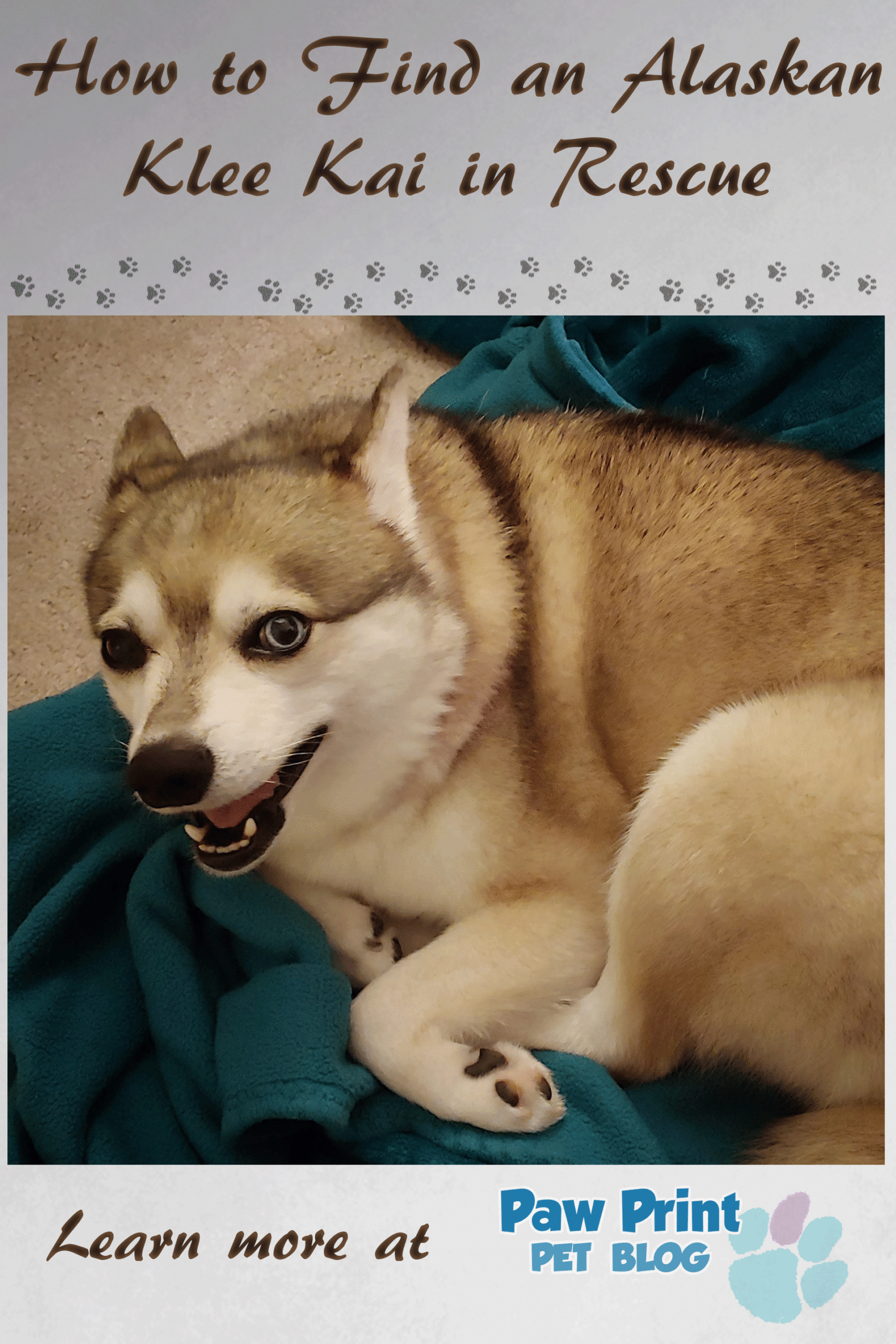 Alaskan klee kai rescue