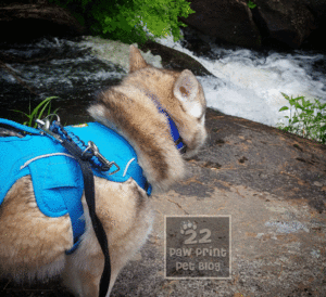 Blue Green Algae dogs