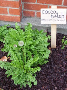 cocoa mulch dogs