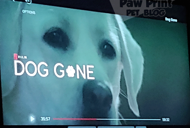 Dog Gone