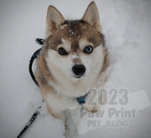 Alaskan Klee Kai snow nose