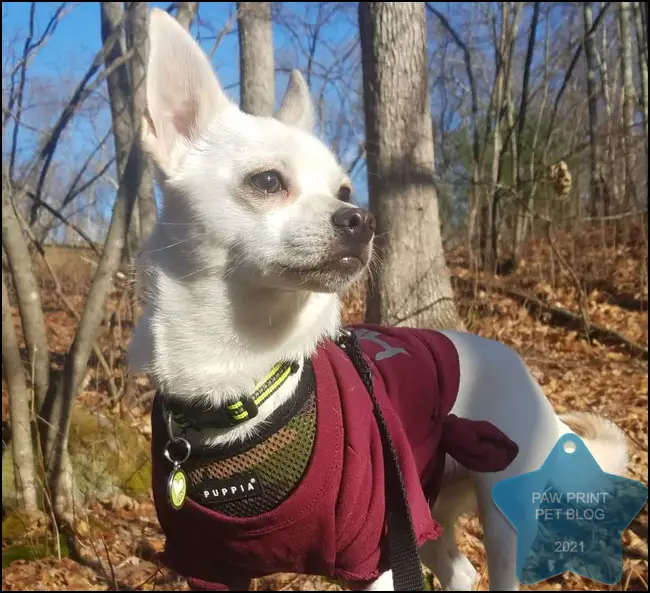 small dog hiking