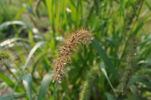 dogs foxtails