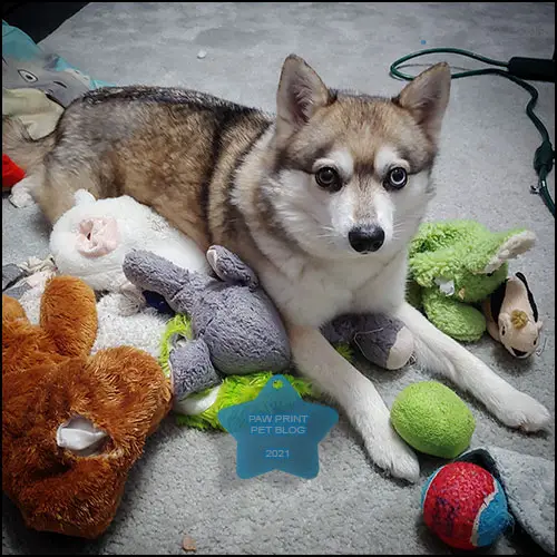 dog toy rotation