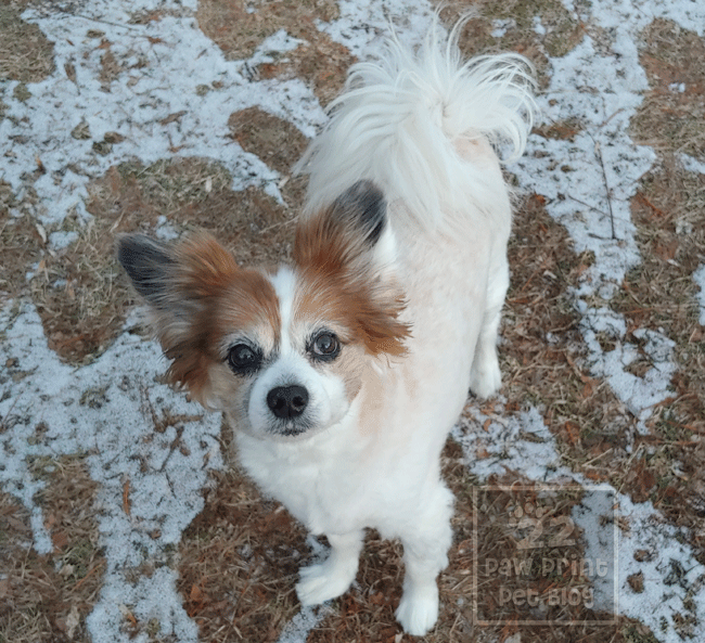 papillon haircut