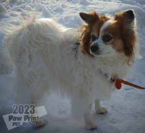 papillon haircut