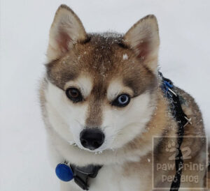 Fenrir the Alaskan Klee Kai.