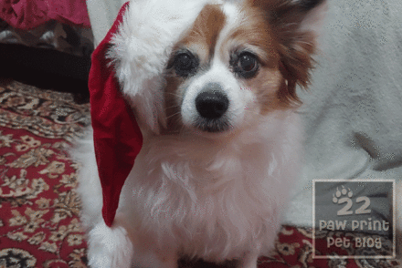 Dog Holiday Gift Guide