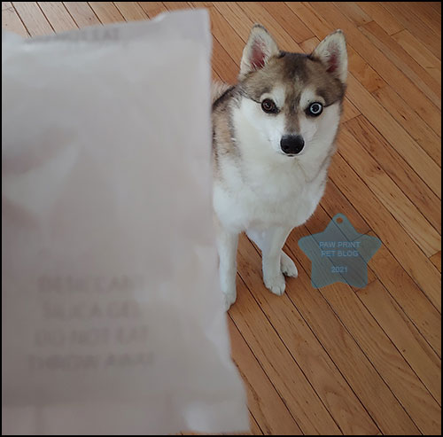 what happens if a dog eat silica gel