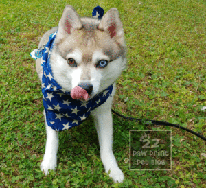Pet 4th of July Safety