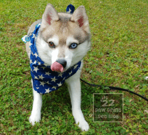 Alaskan klee kai