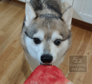 dogs watermelon