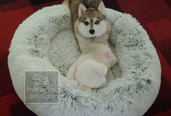 Best Friends by Sheri dog bed review