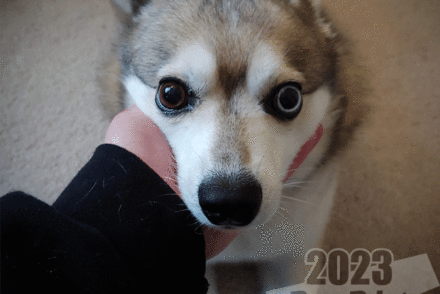 Alaskan Klee Kai